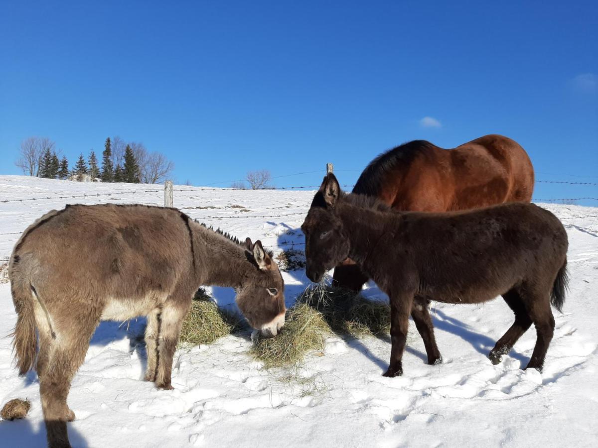 Oetscherblick Fam Winter Frankenfels Eksteriør bilde